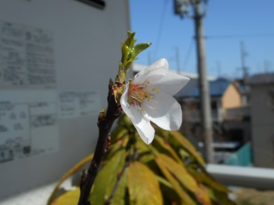 アーモンドの花